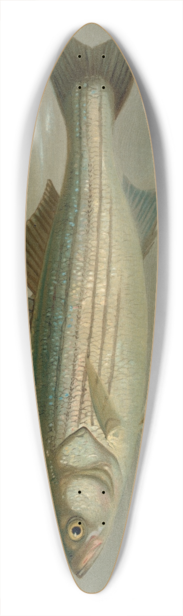 John L. Petrie - The Striped Bass, Roccus lineatus. 39.3 inch art pintail longboard deck