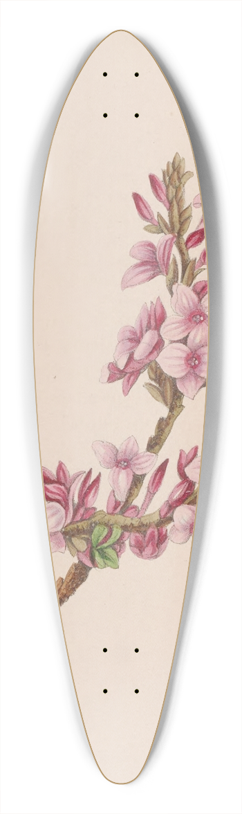 John Stevens Henslow - Mezereon 39.3 inch art pintail longboard deck