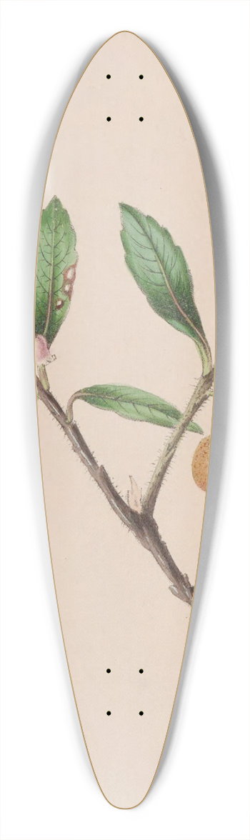 John Stevens Henslow - Yew 39.3 inch art pintail longboard deck