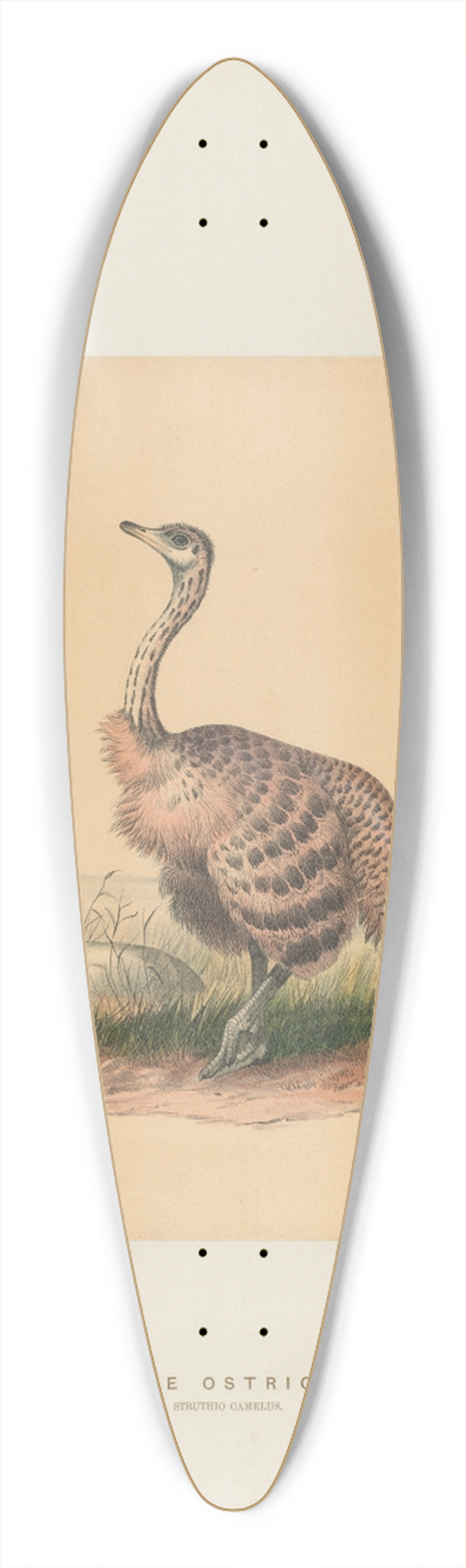 Joseph Wolf - The Ostrich 39.3 inch art pintail longboard deck