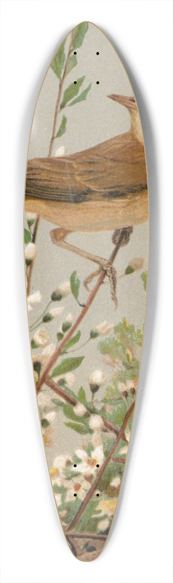 Lo-Paul Robert - Fauvette des jardins 39.3 inch art pintail longboard deck