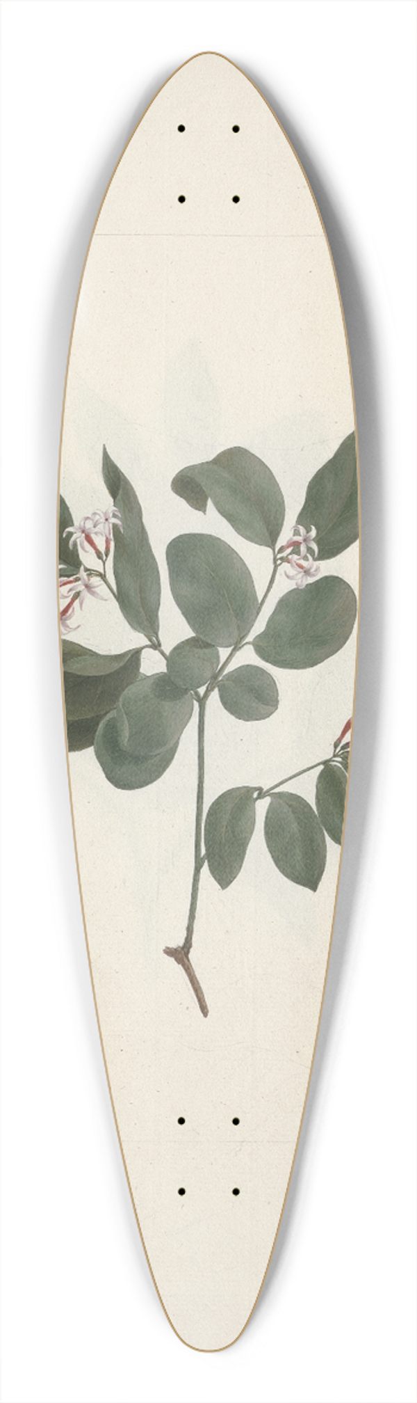 Luigi Balugani - Carissa edulis (Forssk) Vahl. 39.3 inch art pintail longboard deck