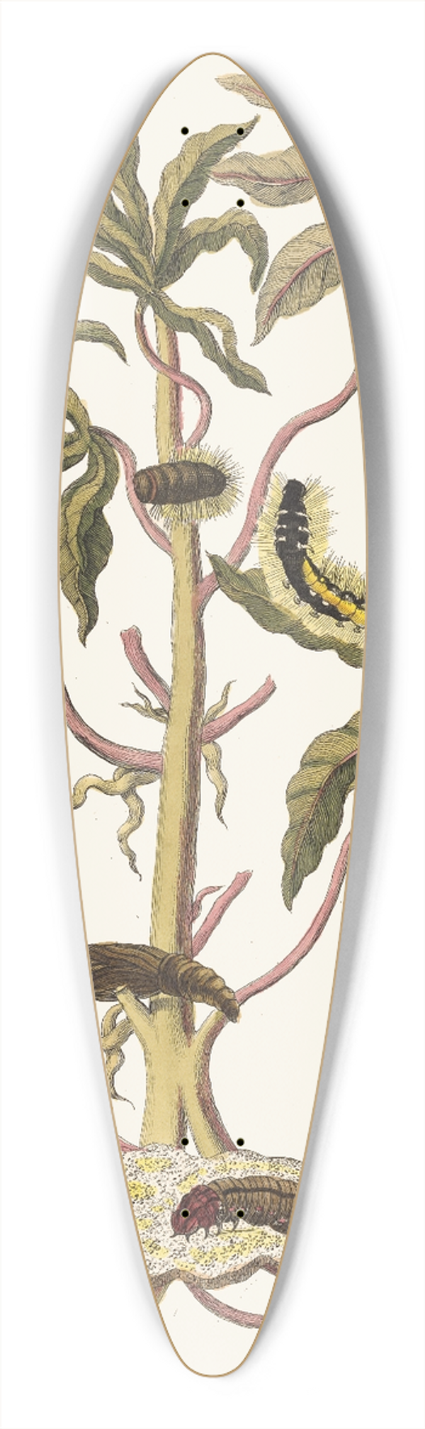 Maria Sibylla Merian - Guajava alba dulcis 39.3 inch art pintail longboard deck