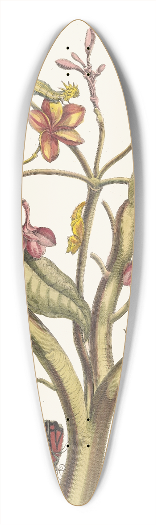 Maria Sibylla Merian - Jasmin des Indes 39.3 inch art pintail longboard deck