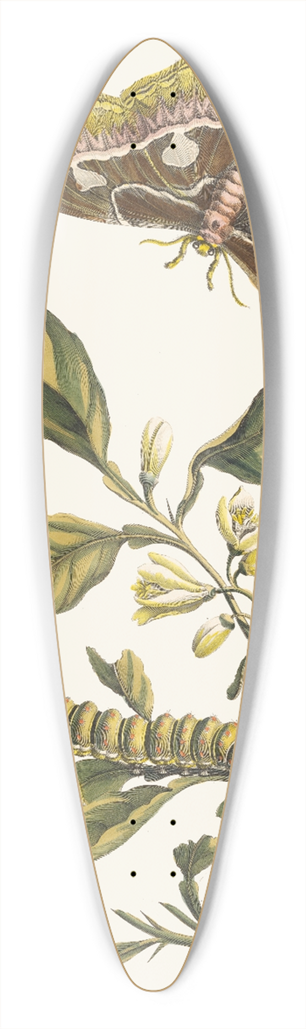 Maria Sibylla Merian - Oranger 39.3 inch art pintail longboard deck