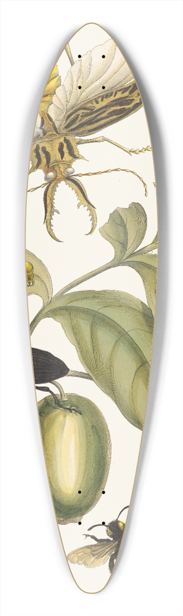 Maria Sibylla Merian - Tabrouba 39.3 inch art pintail longboard deck