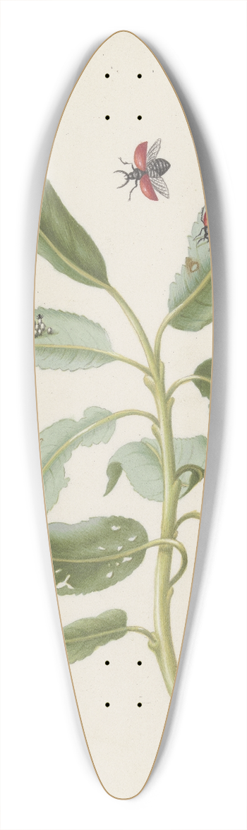 Maria Sibylla Merian - Willow leaves with poplar leaf beetle, eggs and larvae 39.3 inch art pintail longboard deck