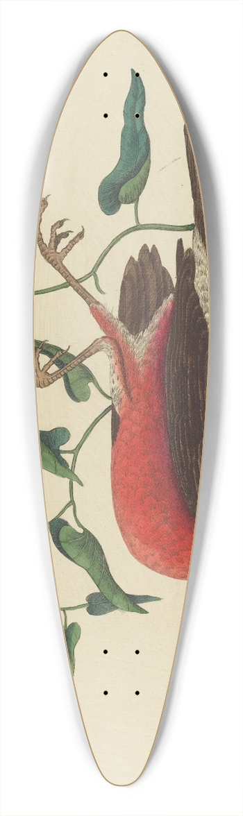 Mark Catesby - The Fieldfare of Carolina (Turdus migratorius) 39.3 inch art pintail longboard deck