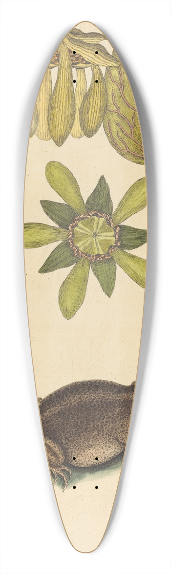 Mark Catesby - The Land Frog (Rana) 39.3 inch art pintail longboard deck