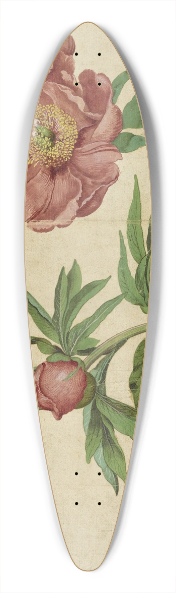 Martin Schongauer - Studies of Peonies 39.3 inch art pintail longboard deck