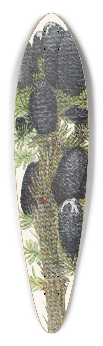 Mary Vaux Walcott - Alpine Fir. (Abies lasiocarpa) 39.3 inch art pintail longboard deck