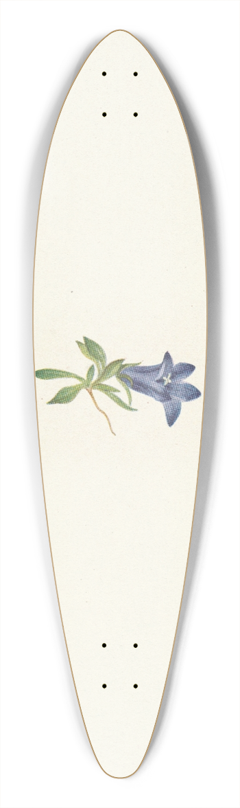 Mary Vaux Walcott - Alpine Harebell. Campanula lasiocarpa 39.3 inch art pintail longboard deck