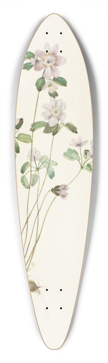 Mary Vaux Walcott - Anemonella. (Syndesmon thalictroides) 39.3 inch art pintail longboard deck