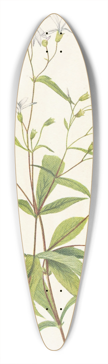 Mary Vaux Walcott - Bowmansroot. Porteranthus trifoliatus 39.3 inch art pintail longboard deck
