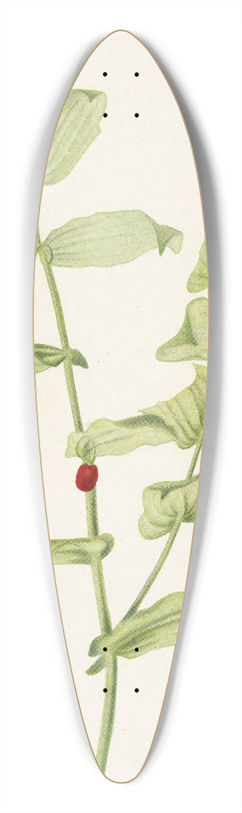 Mary Vaux Walcott - Clasping Twistedstalk. Streptopus amplexifolius 39.3 inch art pintail longboard deck