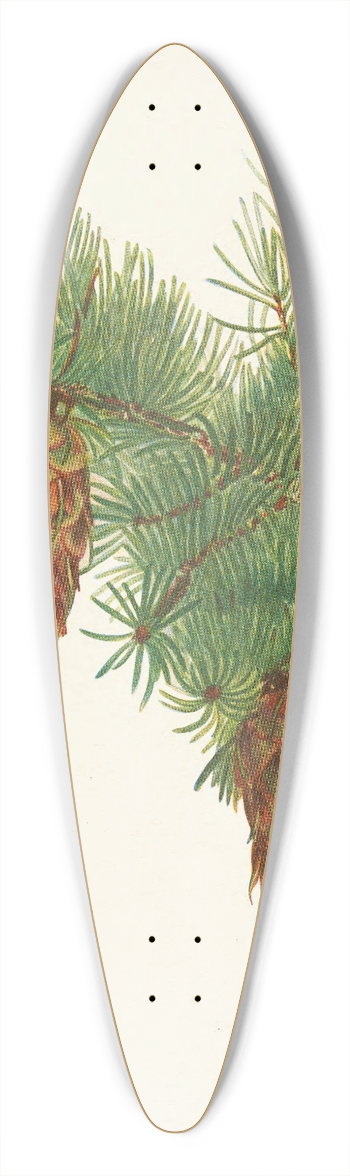 Mary Vaux Walcott - Douglas-fir. Pseudotsuga mucronata 39.3 inch art pintail longboard deck