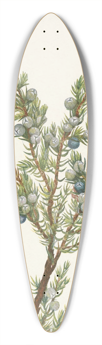 Mary Vaux Walcott - Mountain Juniper. Juniperus sibirica 39.3 inch art pintail longboard deck