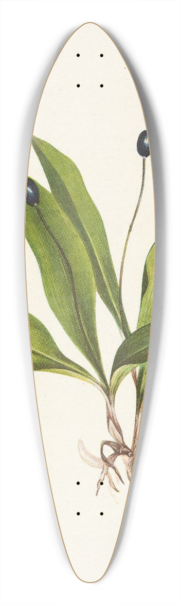 Mary Vaux Walcott - Queencup (fruit). Clintonia uniflora 39.3 inch art pintail longboard deck