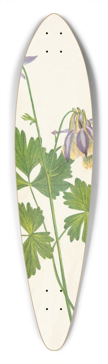 Mary Vaux Walcott - Shortspur Columbine. Aquilegia brevistyla 39.3 inch art pintail longboard deck