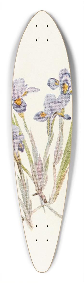 Mary Vaux Walcott - Vernal Iris. (Iris verna) 39.3 inch art pintail longboard deck