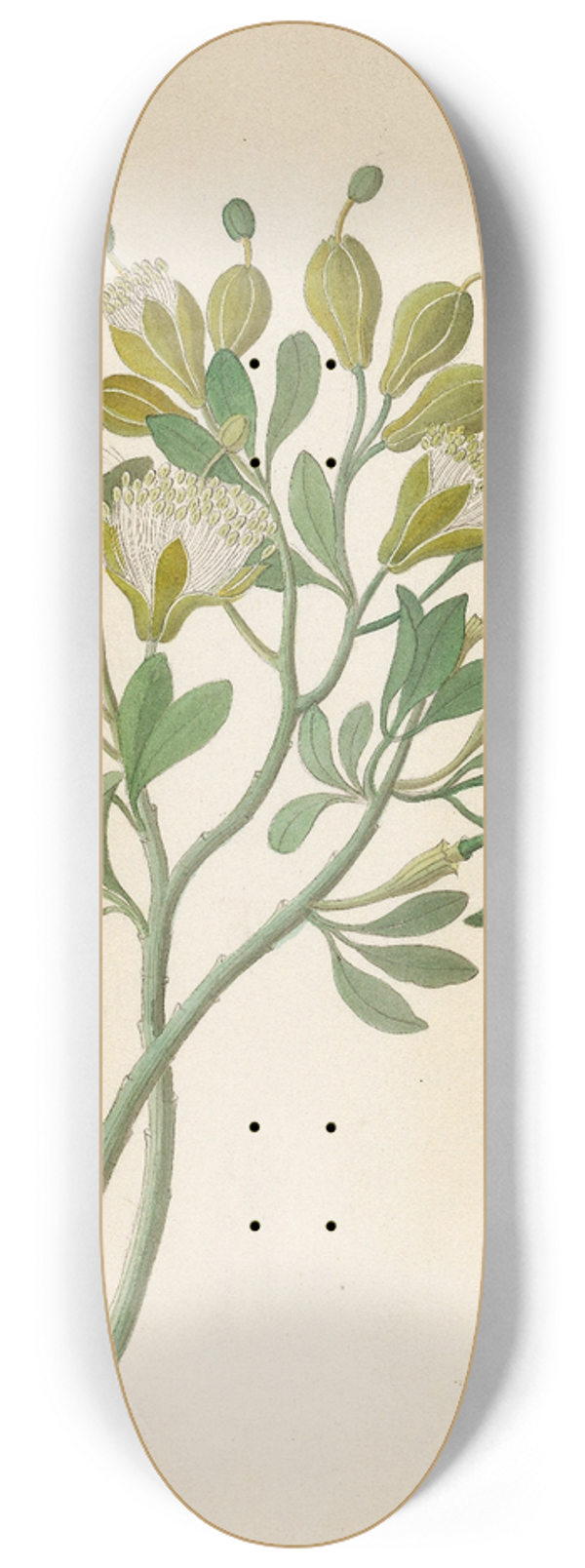 Clemenz Heinrich Wehdemann - Capparis Nov. Sp. [Maerua caffra] 8.25 inch art skate deck