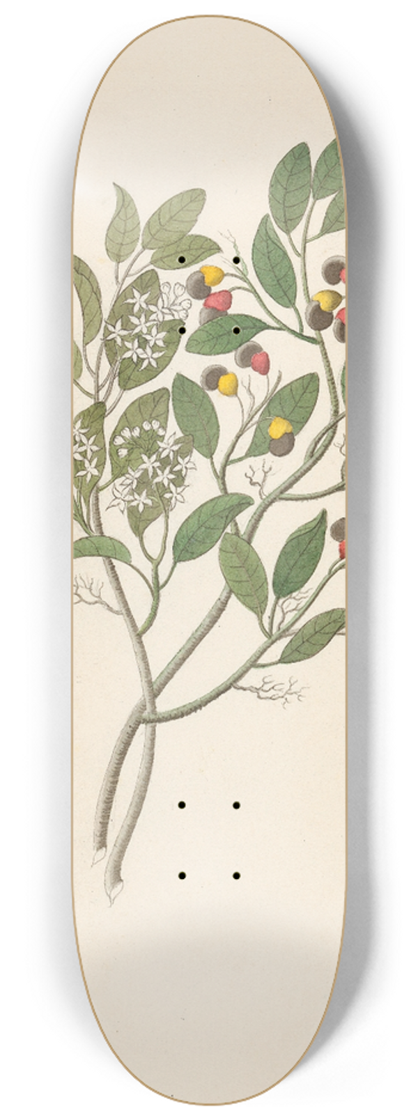 Clemenz Heinrich Wehdemann - Celastrus [Apodytes dimidiata] 8.25 inch art skate deck