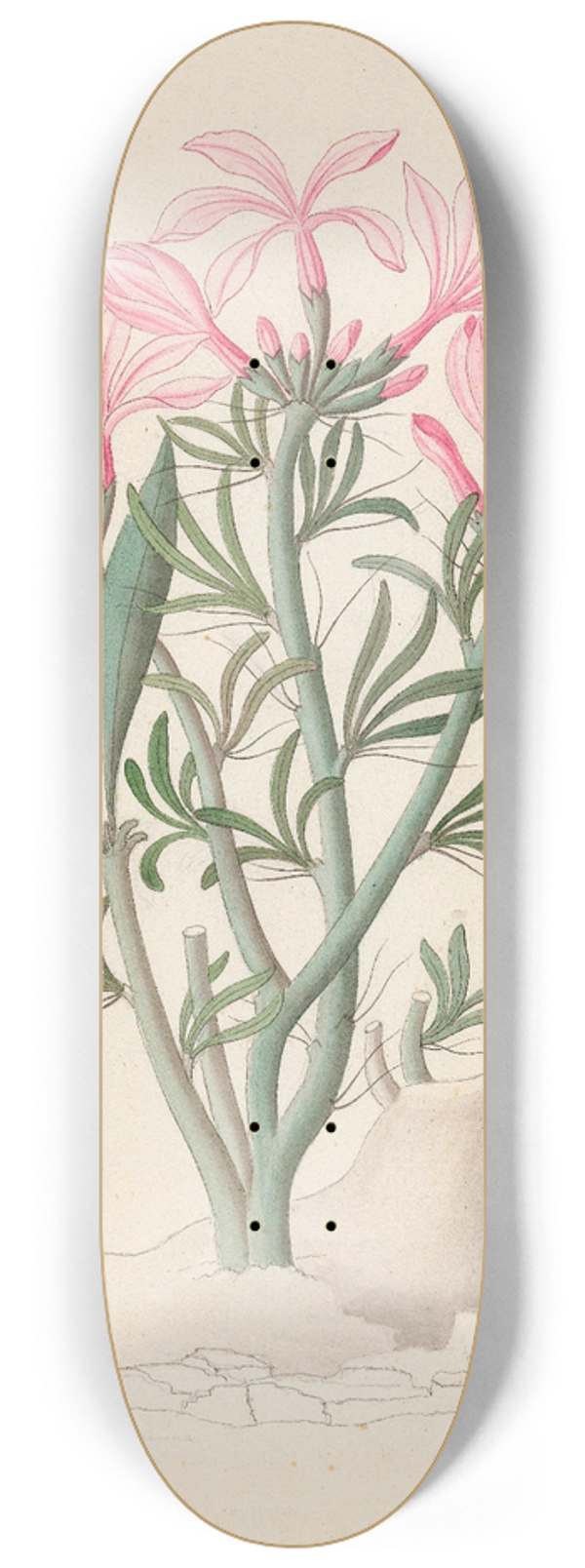 Clemenz Heinrich Wehdemann - Ceropegia or Echites [Pachypodium succulentum] 8.25 inch art skate deck