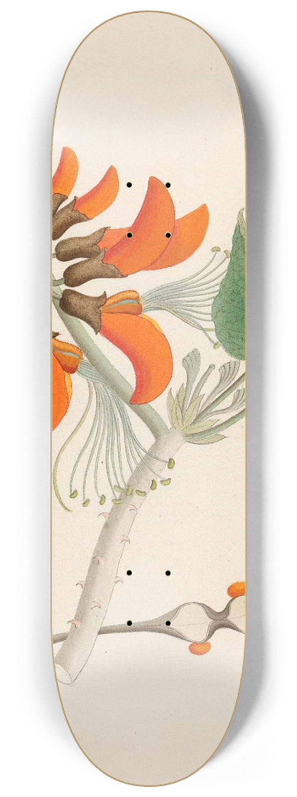 Clemenz Heinrich Wehdemann - Erythrina Caffras 8.25 inch art skate deck