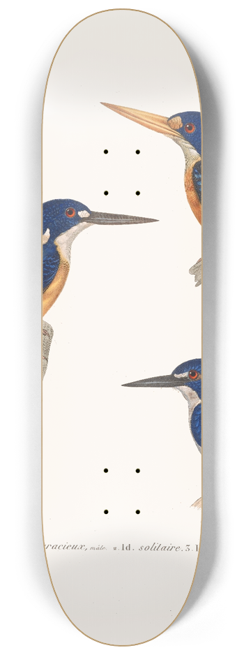 Coenraad Jacob Temminck - Ceyx Gracieux 8.25 inch art skate deck