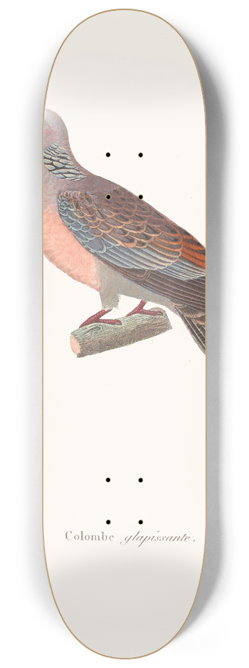 Coenraad Jacob Temminck - Colombe Glapissante 8.25 inch art skate deck