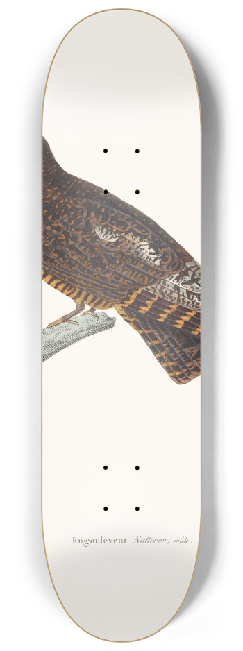 Coenraad Jacob Temminck - Engoulevent Natterer. 8.25 inch art skate deck