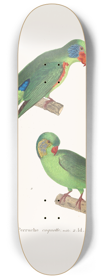 Coenraad Jacob Temminck - Perruche Coquette. 8.25 inch art skate deck