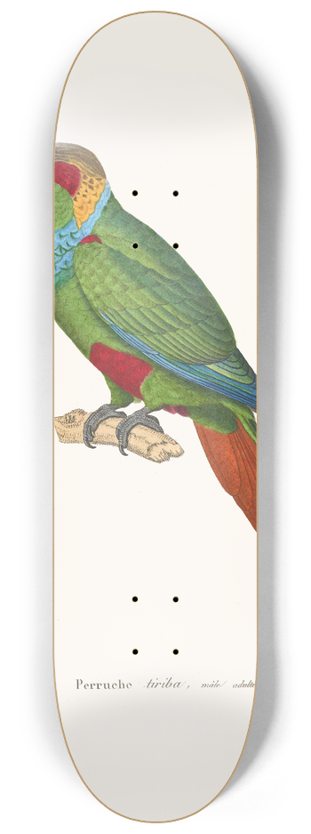 Coenraad Jacob Temminck - Perruche Tiriba 8.25 inch art skate deck