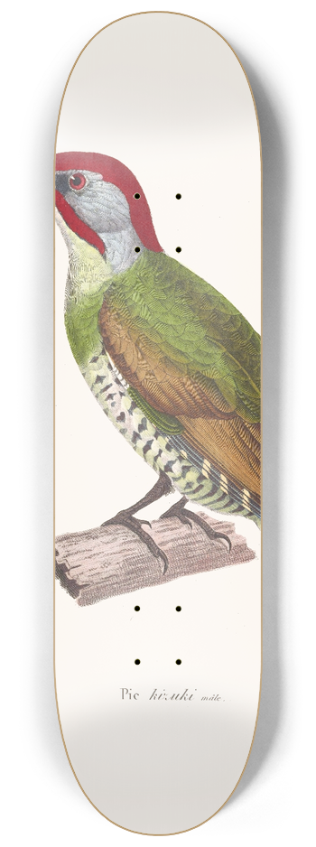 Coenraad Jacob Temminck - Pic Kizuki 8.25 inch art skate deck