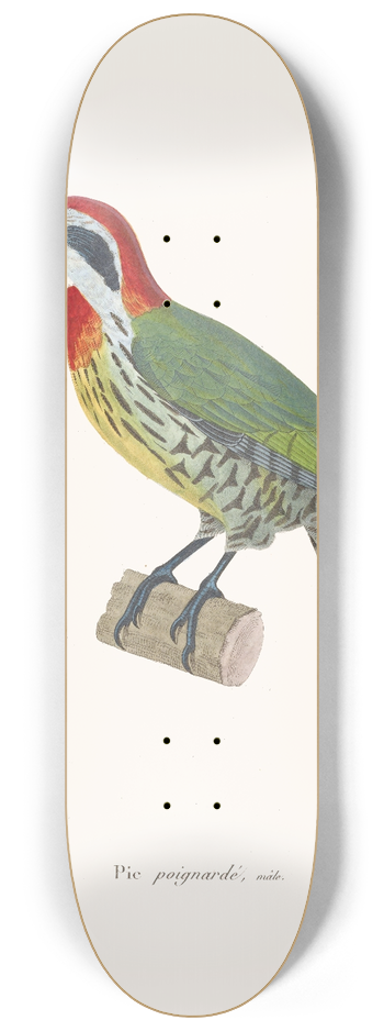 Coenraad Jacob Temminck - Pic Poignard 8.25 inch art skate deck