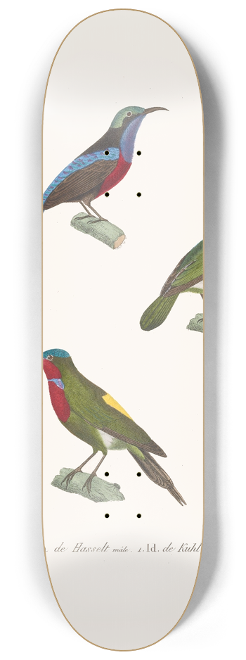 Coenraad Jacob Temminck - Souimanga De Hasselt. 8.25 inch art skate deck