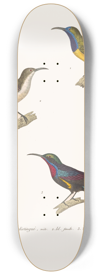 Coenraad Jacob Temminck - Souimanga Distingu. 8.25 inch art skate deck