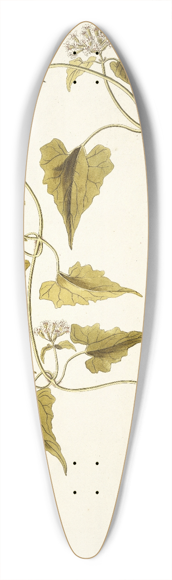 Nikolaus Joseph Freiherr von Jacquin - Eupatorium scandens 39.3 inch art pintail longboard deck