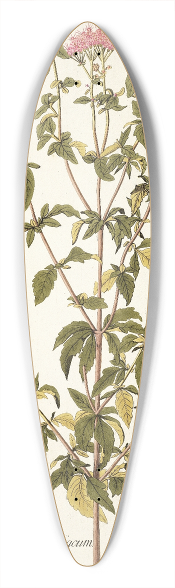 Nikolaus Joseph Freiherr von Jacquin - Eupatorium syriacum 39.3 inch art pintail longboard deck