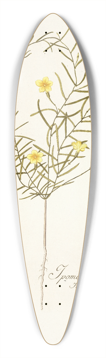 Nikolaus Joseph Freiherr von Jacquin - Ipomoea angustifolia 39.3 inch art pintail longboard deck