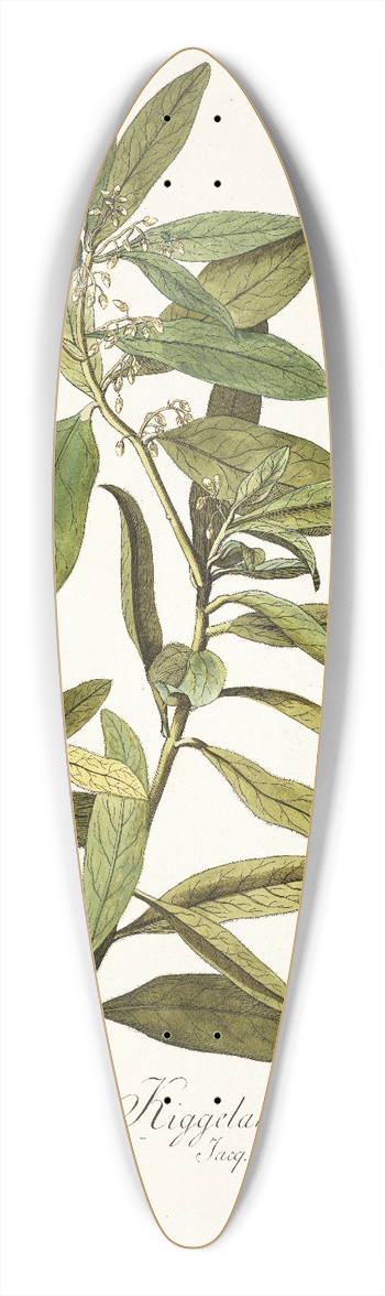 Nikolaus Joseph Freiherr von Jacquin - Kiggelaria integrifolia 39.3 inch art pintail longboard deck