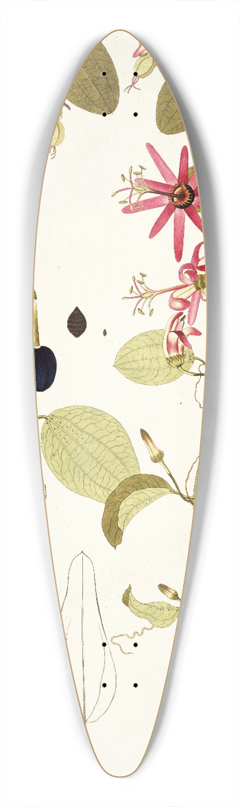 Nikolaus Joseph Freiherr von Jacquin - Passiflora cuprea 39.3 inch art pintail longboard deck