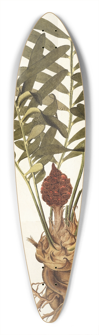 Nikolaus Joseph Freiherr von Jacquin - Zamia integrifolia 39.3 inch art pintail longboard deck
