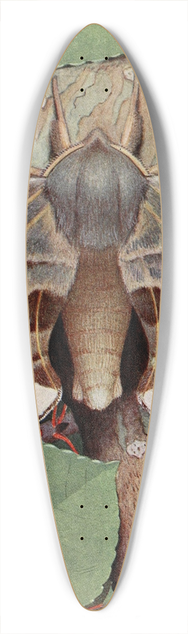 Paul-Andre Robert - Le Smrinthe du Peuplier 39.3 inch art pintail longboard deck