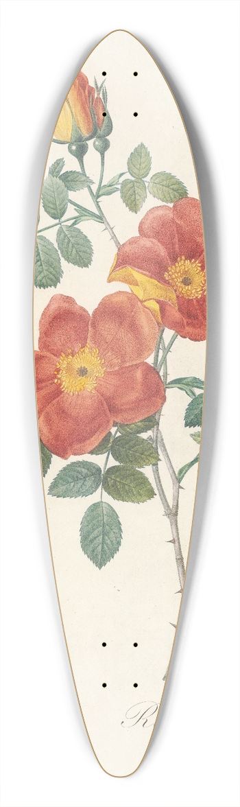 Pierre Joseph Redout - Rosa Eglanteria Var.Punicea 39.3 inch art pintail longboard deck