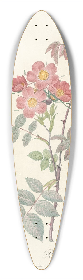 Pierre Joseph Redout - Rosa Rubrifolia 39.3 inch art pintail longboard deck