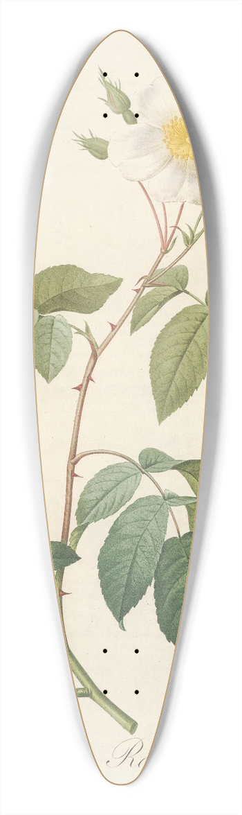 Pierre Joseph Redout - Rosa Sempervirens Latifolia 39.3 inch art pintail longboard deck