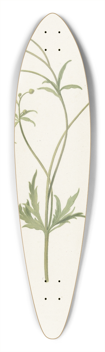 Pieter Withoos - Dubbele gele ranonkel en insekt 39.3 inch art pintail longboard deck