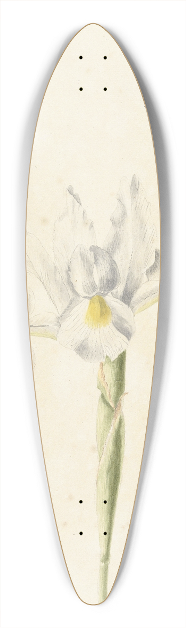 Pieter Withoos - Witte iris 39.3 inch art pintail longboard deck