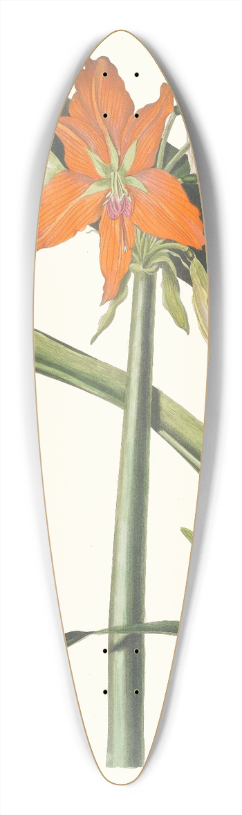 Priscilla Susan Bury - Amaryllis Fulgida 39.3 inch art pintail longboard deck